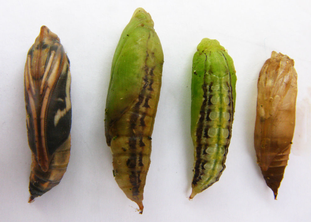 Buchsbaumzünsler Puppen (© Schlaghecken)